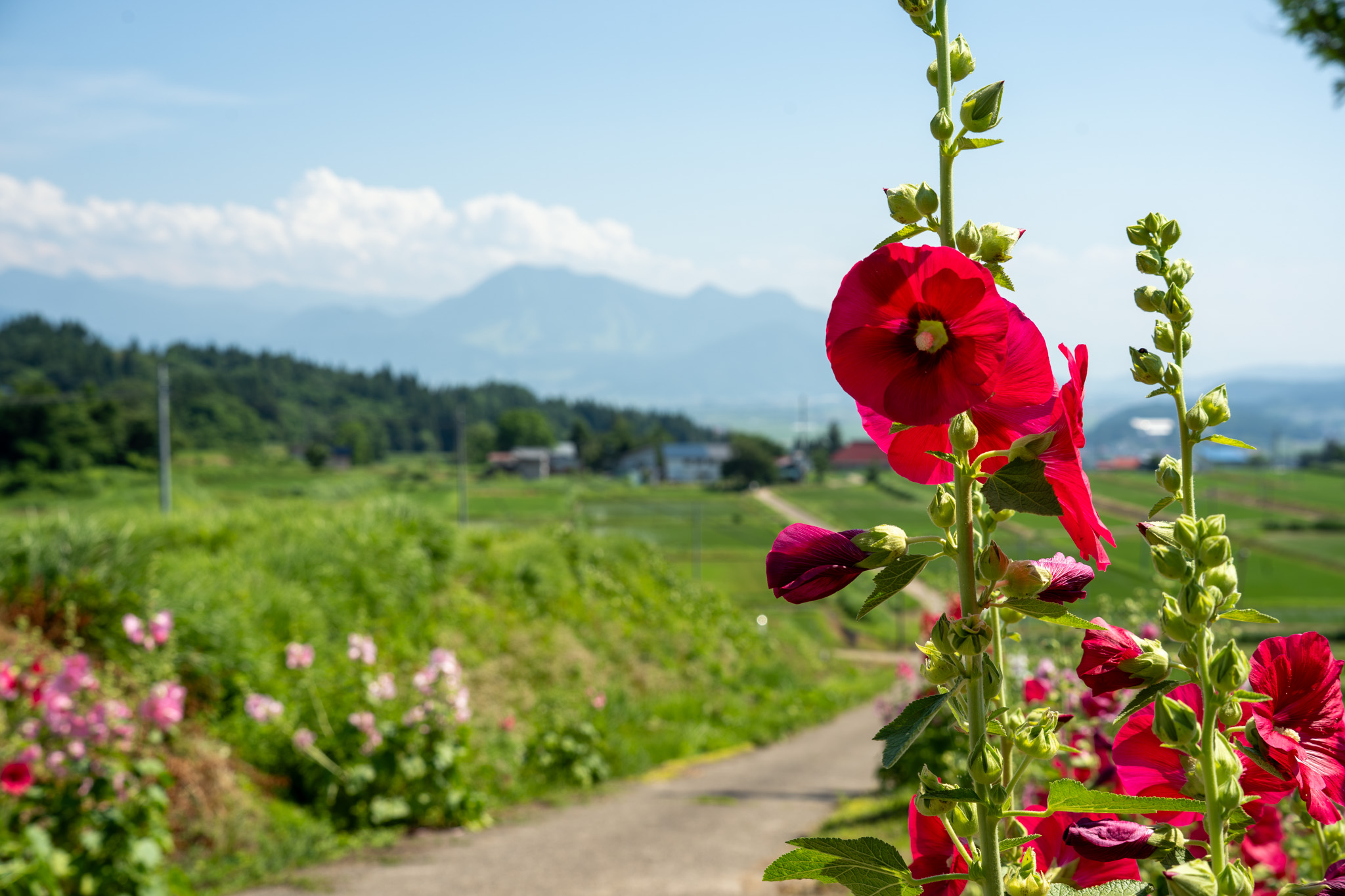青空と山並みを背景に咲く赤いタチアオイと田園風景